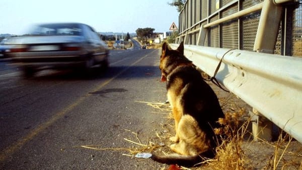 Scopri di più sull'articolo Cosa fare se vedi un animale in autostrada?
