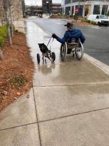 Scopri di più sull'articolo Bandito, un dolce cane legato alla sedia a rotelle
