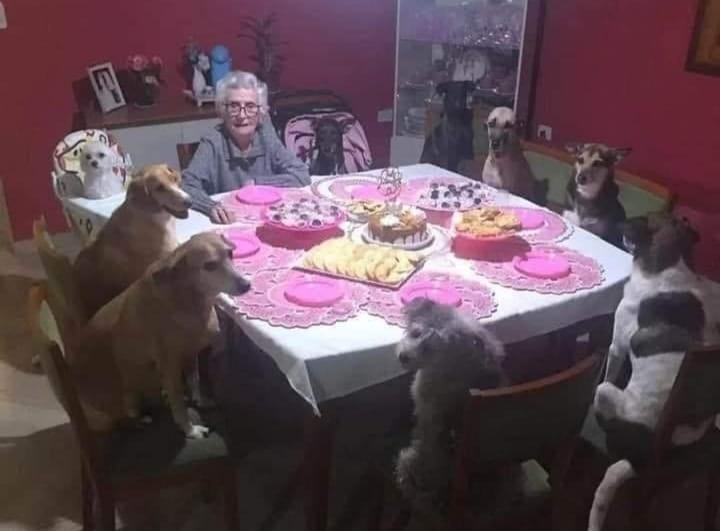 Scopri di più sull'articolo Ha festeggiato il suo compleanno con tutti i suoi cani